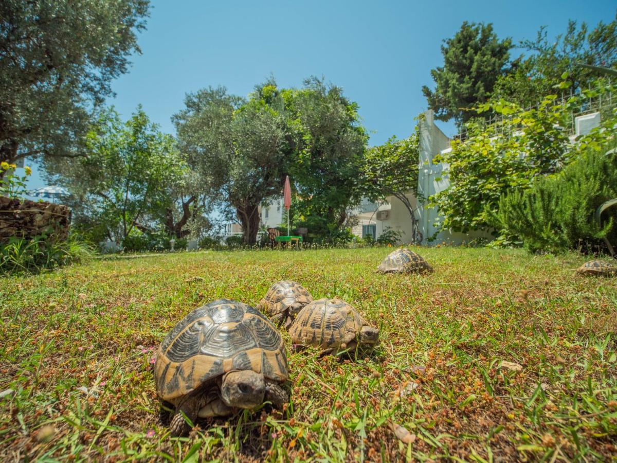 The Turtles Garden Villa Bečići Ngoại thất bức ảnh